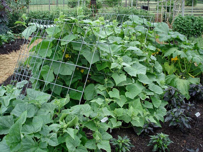 how to grow cucumbers in your small garden