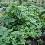 how to grow cucumbers in your small garden
