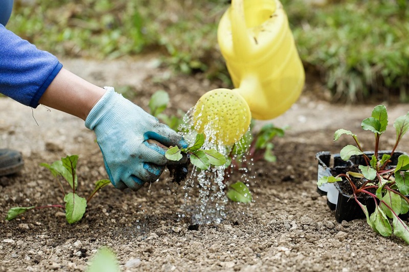 Tips to Save Your Garden from Drought